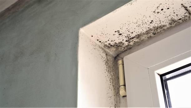 Best Mold-Related Health Consultation  in Oneonta, AL
