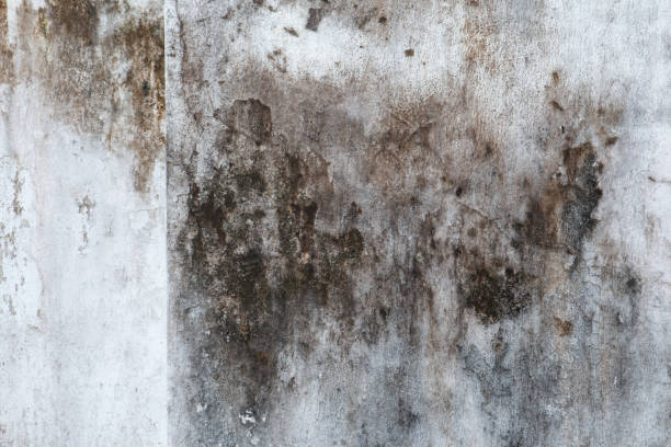 Best Industrial Mold Remediation  in Oneonta, AL