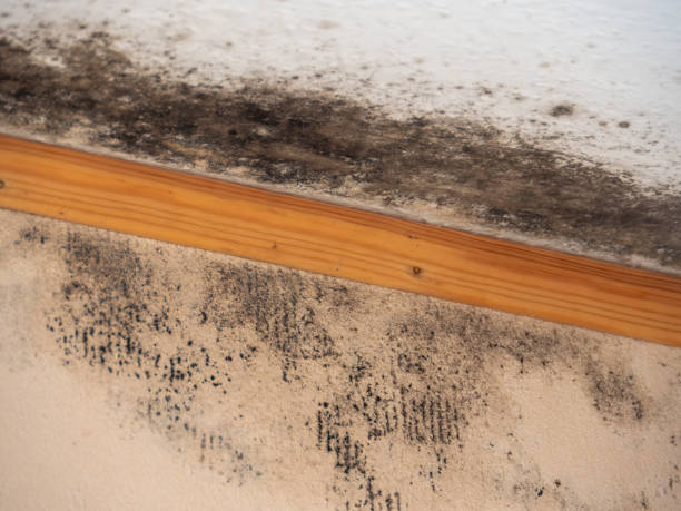 Asbestos and Lead Testing During Mold Inspection in Oneonta, AL