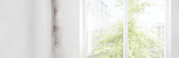 Best Mold Damage Restoration  in Oneonta, AL