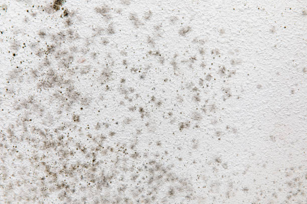 Best Mold Documentation for Insurance Claims  in Oneonta, AL