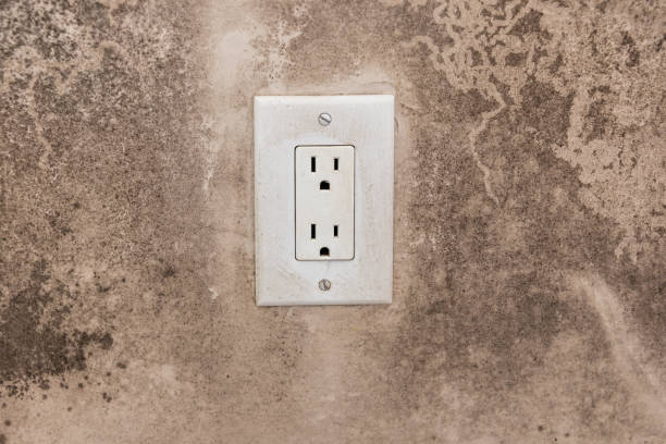 Reliable Oneonta, AL Mold Removal Solutions