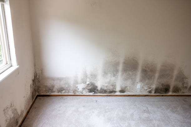 Best Attic Mold Removal  in Oneonta, AL