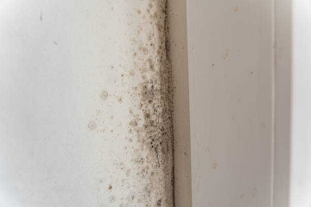 Best Air Quality Testing for Mold Spores  in Oneonta, AL