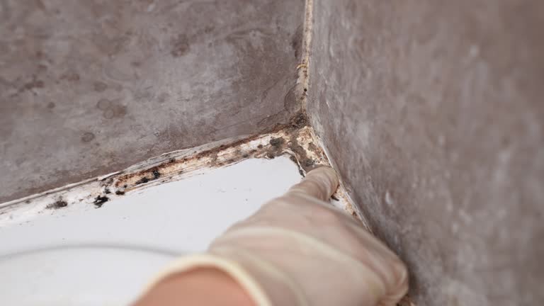 Best Biohazard Mold Removal  in Oneonta, AL