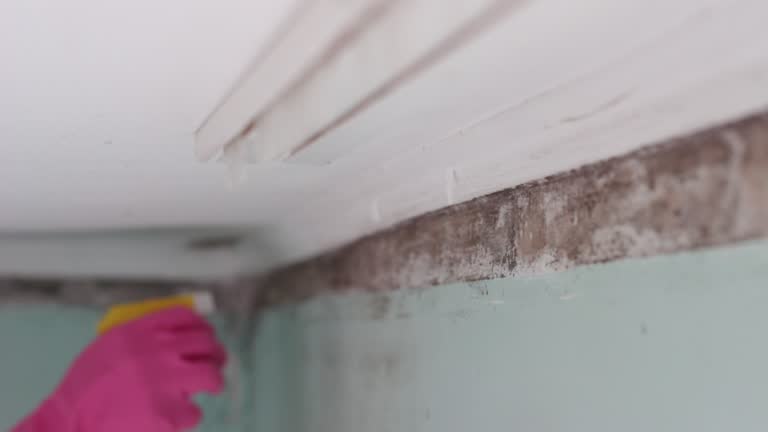 Best HVAC Mold Inspection and Cleaning  in Oneonta, AL